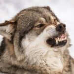 Алтайські диверсанти. Зграя вовків вміло підбиралася до череди буренок