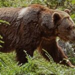 Вони скоро і до Рубльовки дійдуть. Ведмеді помічені під Звенигородом