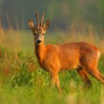 Чиновника застрелили. На полюванні під Новосибірськом загинув голова району