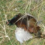 Норми видобутку хутра та фазанів в Астраханській області в сезон 2025-26.