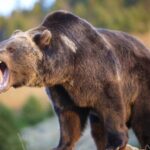 Усіх дістав уже: у Башкортостані завалили великого любителя телят