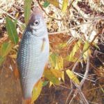 Лов осінньої плотви на блешню