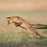 Лисий хвіст як засіб заробітку у Росії. Рязанський експеримент