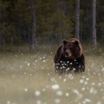 Розстріляні на ганку. Ведмеді калічать людей Далекому Сході