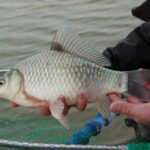 Осіння активність карася