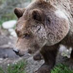 А він ведмедеві морду набив: канадського мисливця рвали на шматки в лісі