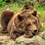 Кривава баня з коровами: ведмеді Казахстану готуються до зими