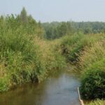 Нестандартний лов мирних хижаків