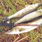 Клювання на кожному закиданні