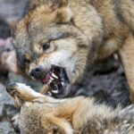 «На постріли не реагують»: пермські вовчі банди знову жеруть собак