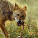 Шакали дісталися Карелії. Мисливець стріляв у вовка