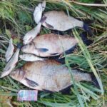 Закривали сезон фідера, а відкрили сезон спінінга.