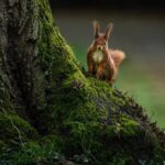 Замість білки постріл у голову: у США полювання закінчилося смертю хлопця