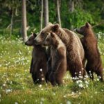 Оточений ведмедями. Російський турист застряг у наметовому капкані