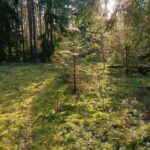 За лісовим самітником