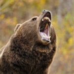 Пішла стрілянина. Хакаські бурі ведмеді остаточно дістали населення