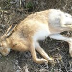 Про полювання на зайця-русака в Астраханській області цього року