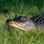 За хвіст його тягни: у США алігатор заповз до багатоквартирного будинку