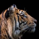 Смугастим хижакам знову нема. У Примор'ї тигр атакував машину