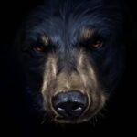 Робив фото свого вбивці: у США ведмідь розірвав туриста у лісі