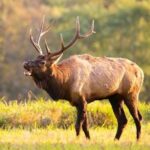 Кинули якутів напризволяще: вовки активно поїдають стада оленів