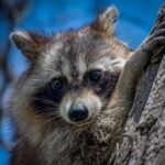 Кубанський відстріл не потрібний. Живіть зі своїми єнотами далі