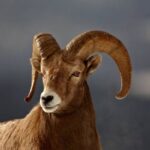 Трофейне полювання: історія, бізнес та міфи