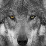 Зачистку проведено. Петербурзькі мисливці вичерпали ліміт на вовка