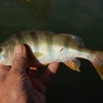 Лов окуня перед льодоставом