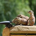 Де шукати державу та ресурси? «Мангазея» та сліпота влади