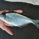 Лов осіннього білоока