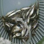 Що у риби у животі?