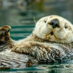 Видри спливли догори черевом. Як косметика та посуд вбивають тварин