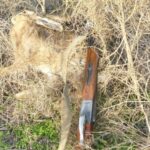 Майже шість кілограмів. Заєць на малій батьківщині