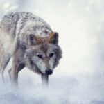 Іноді вони вертаються. Карельські вовки прийшли за собаками селян