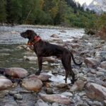 Пригоди плоттів у Росії. Продовження