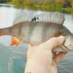 З пікером за осіннім окунем