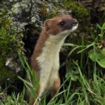 Найпопулярніша. У Білорусі відкрився сезон полювання на хутрового звіра