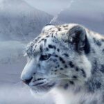 Осміліли: саянські ірбіси почали рвати домашніх яків чабанів