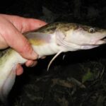 Настав час миня