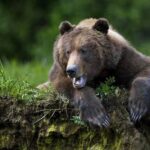 Ведмежий капкан. У Канаді два гризлі напали на двох чоловіків у лісі