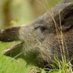 Ростовський нелюд розстріляв кабаних із мисливської рушниці