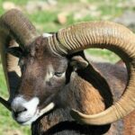 Голова муфлону і причепний заєць. Браконьєри Кіпру вийшли на полювання