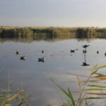 Чучела для полювання на качку: трохи історії та сучасна практика