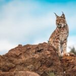 Антинаукова зоошиза. Жителі Московської області почали побоюватися рисів