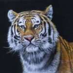 Голодні тигри нишпорять поруч. Хабаровськ готується до смугастої зими