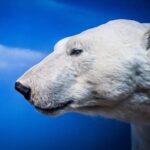 Підловили: на арктичній станції білі ведмеді розірвали полярника