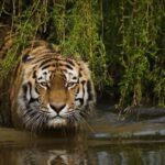 Людожери на всі часи. Атаки тигрів під час війни США у В'єтнамі