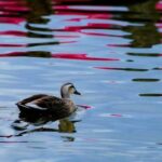 Полювання в Астраханській області продовжується. Тонкощі та нюанси