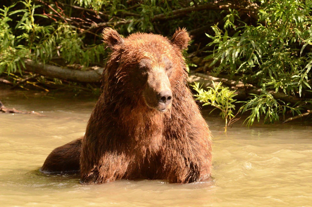 День Ведмедя у Росії